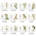 12 Art Greeting Cards Bundle with 12 Envelopes (Flower Series 5) - Berkin Arts