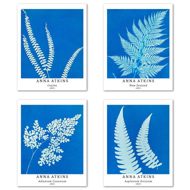 Flower Art Paper Giclee Prints Set of 4 (Anna Atkins Series 2) - Berkin Arts