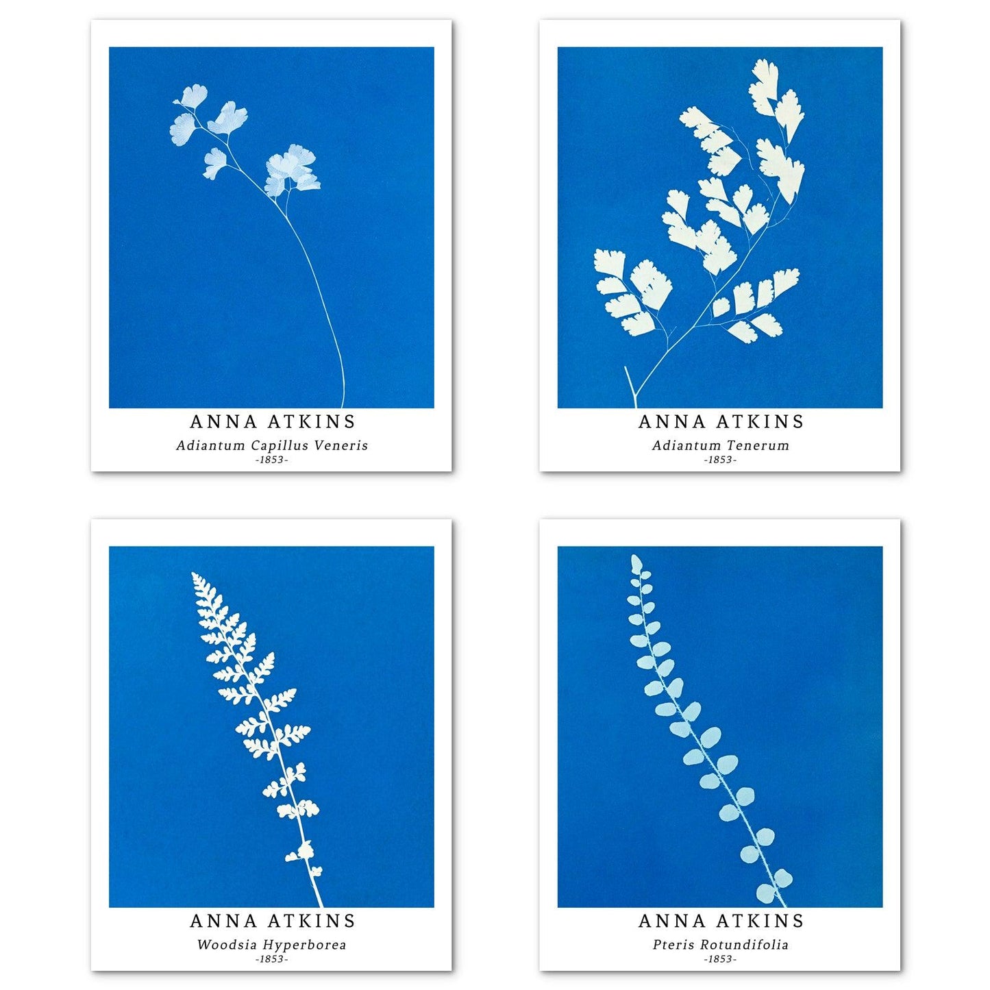 Flower Art Paper Giclee Prints Set of 4 (Anna Atkins Series) - Berkin Arts